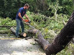Best Root Management and Removal  in Wentworth, NC